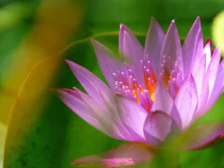 A beautiful image of a tropical waterlily in soft-focus                                の写真素材