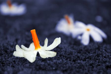 A metaphorical image of a white flower on a blue background depicting peace の写真素材