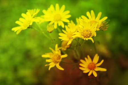 A bunch of fresh yellow flowers blooming in spring season の写真素材