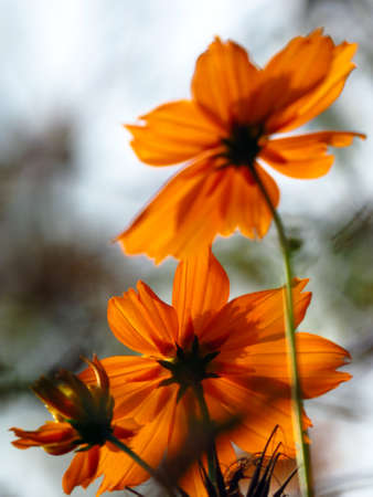 An abstract view of beautiful tropical flowers of orange color.                               の写真素材
