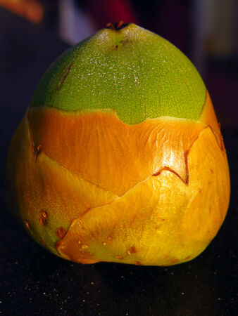 A baby little coconut with beautiful hues of green and golden.                               の写真素材