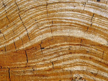 A background of a cracked wooden texture with curvy design and patterns                               の写真素材