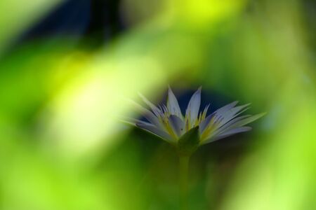 A wild blue color waterlily through the jungle leavesの写真素材