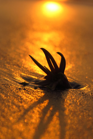 A weird shaped flower with tentacles stuck in the beach sands lit by golden sunsetの写真素材