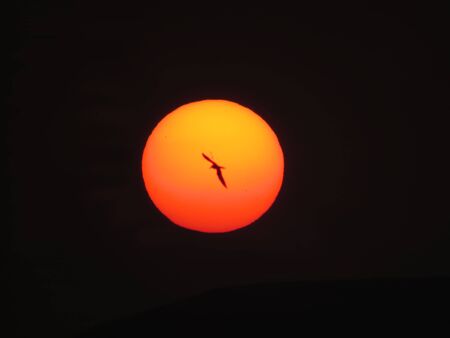 A silhouette of a flying bird over a huge setting orange sunの写真素材