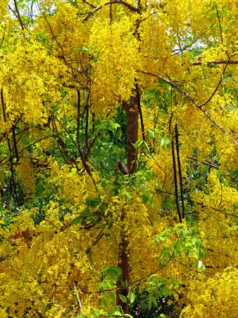 The beautiful Golden Shower Cassia tree with yellow flowers also known as Cassia Fistula, bloomed in the summers of India.の写真素材