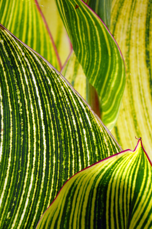 A background with an abstract video of green leaves with stripes of a tropical plant.の写真素材