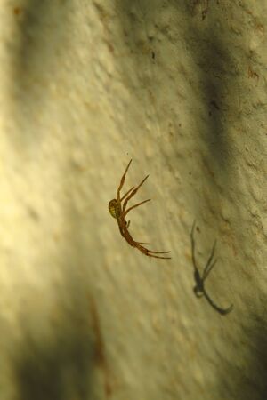 A tropical spider crawling down the web with its shadow on a green wallの写真素材