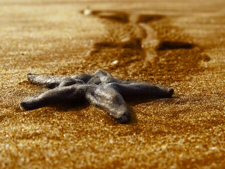 A beautiful starfish in shiny golden sands on an Indian beach.の写真素材