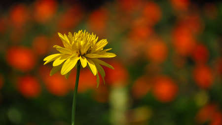 A bright yellow flower standing alone on the backdrop of blurred orange flowers.の写真素材