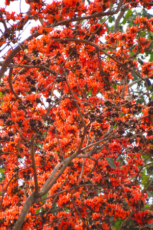 A background of a tree with beautiful red flowers in the Indian tropical jungle.の写真素材