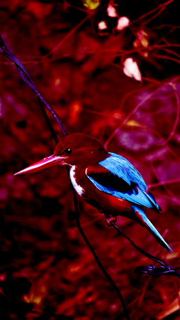 An abstract image of a tropical kingfisher bird found in India.の写真素材