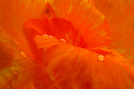 A background with dewdrops fallen on the petals of an orange red colored flower.の写真素材