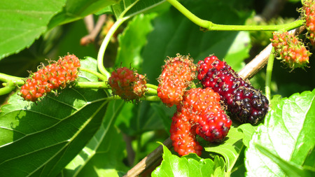 Ripe and sweet organically grown mulberries on a plant in a garden, in the Indian tropics.の写真素材