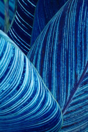 A background with an arrangement of blue tropical leaves making a beautiful designの写真素材