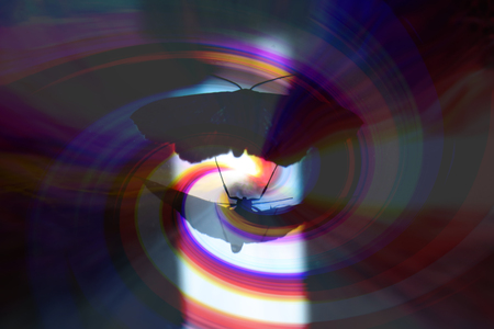 A metaphorical background showing a butterfly in an abstract pattern.の写真素材