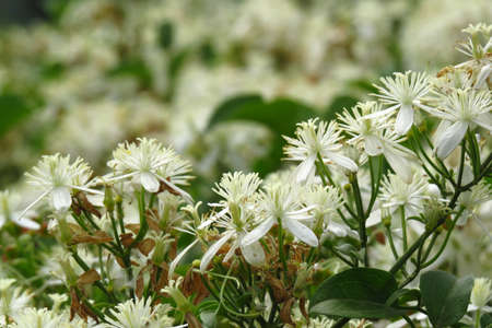 Bunches of white little flowers with beautiful fragrance from the Indian tropics.の写真素材
