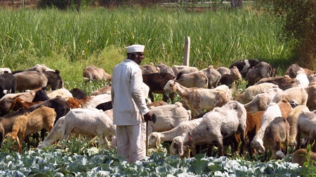An Indian shepherd farmer looking at his cattle grazing his ruined crop.のeditorial素材