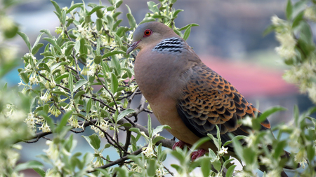 A wild bird found in south asia, perched on a tree in Bhutan.の写真素材