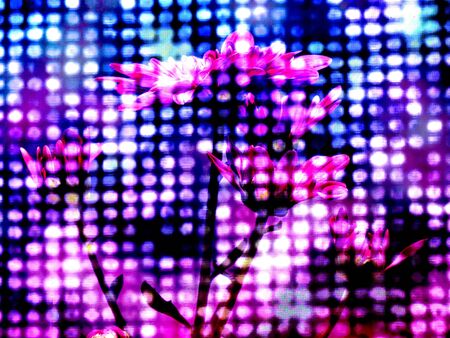 An abstract background with a digital design on beautiful flowers.の写真素材