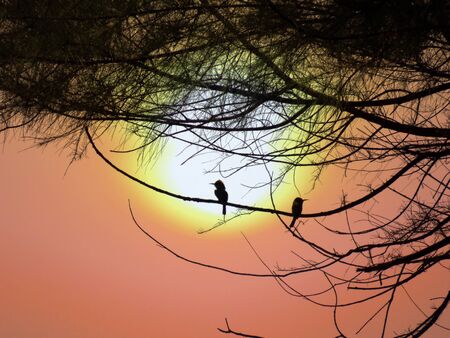 A metaphorical image of two birds sitting looking opposite ways depicting seperation or divorce.の写真素材