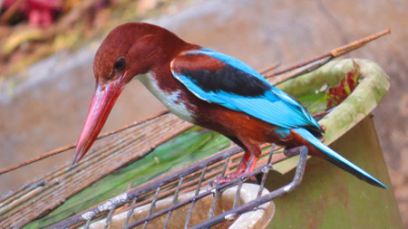 A beautiful tropical kingfisher bird sitting on a tub in a gardenの写真素材