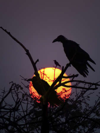 Silhouette of crows sitting against the backdrop of a big setting sunrise or sunset.の写真素材