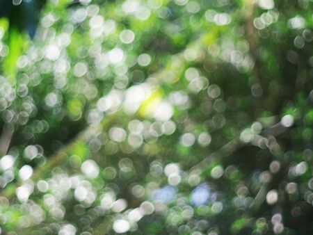 Natural bokeh. Green light bokeh nature background. Abstract blurred background.の写真素材