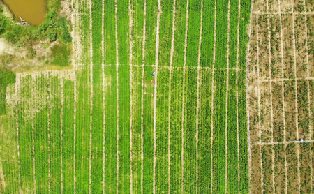 Aerial top view of green. Green nature background.の写真素材