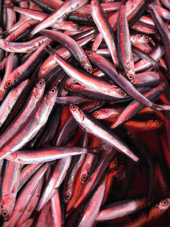 Fish for Saleの写真素材