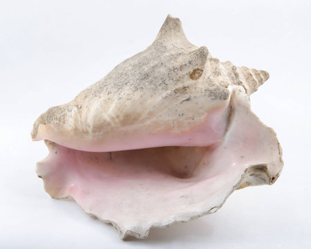 Seashell on White Background