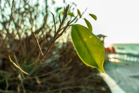 Last Leafの写真素材