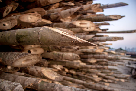 Wood pointedの写真素材