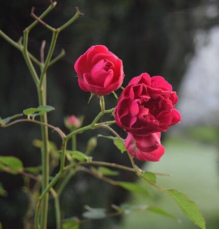 Winter Roseの写真素材