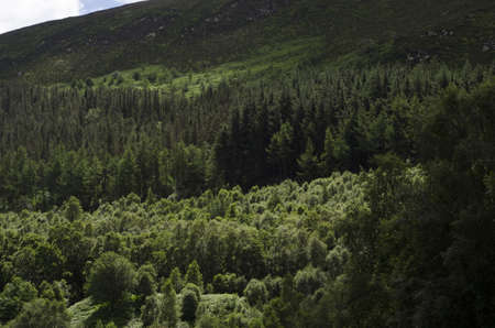 Hillside with heathland and mixed woodland in summer.の写真素材