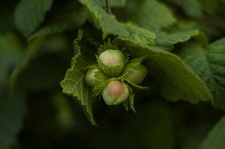 Ripening Cob Nuts  Hazelnuts, Filberts  on a Hazel Tree in Summer の写真素材