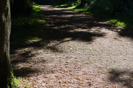 A wide path leading through mature English woodland 