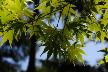 Close up of a cluster of Japanes Maple tree leaves with the sun shining through の写真素材
