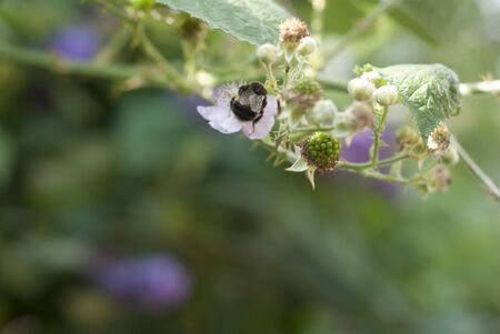 A bee collectin gpollen from a bramble blossom next to a ripening blackberry