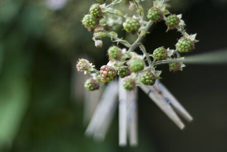 A rope washing line with wooden pegs tangled in an overgrown bramble of ripening blackberries.の写真素材