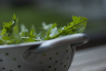 Close-up of Dandelion - Taraxacum officinale leaves in a metal Colander の写真素材