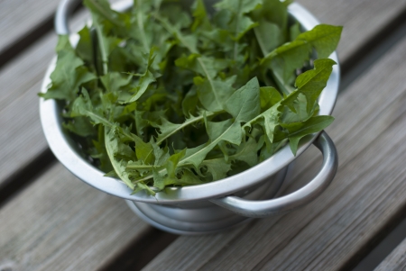Dandelion - Taraxacum officinale Leaves in Metal Colander on wodd slat table の写真素材