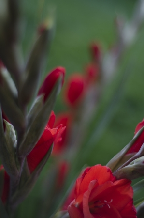 Stems of scarlet red Gladiola-Gladioli-Gladiolus  diagonal on a green backgroundの写真素材