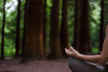Woman sitting in lotus position, meditation in a Pine Forest の写真素材