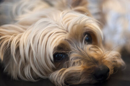 Close up of resting Yorkshire terrier looking at camera の写真素材