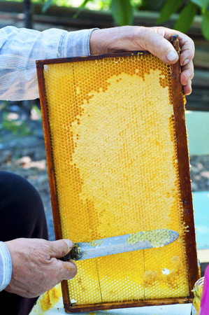 Beekeeper hand extracting honey from yellow honeycomb. Beekeeper cuts wax off from honeycomb frame with special knife.の写真素材