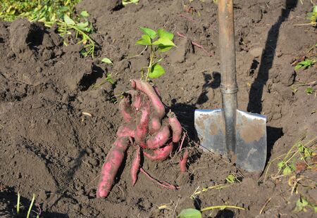 The sweet potato or kumara (Ipomoea batatas) harvest.  The sweet potato harvesting with shovel....