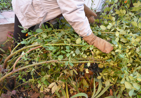Winter Protection for Garden Roses Bush. How to prepare climbing roses to cover for winter shelter.