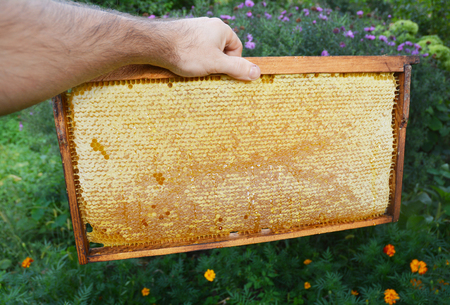Raw Honeycomb. Honeycomb frame in the beekeeper hand. Buy Honeycomb. Bee Honeycomb photo.