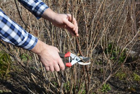 Blackcurrant bush pruning  with bypass secateurs. Gardener cut blackcurrant bush branch in...